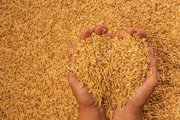 Снижение урожая зерна